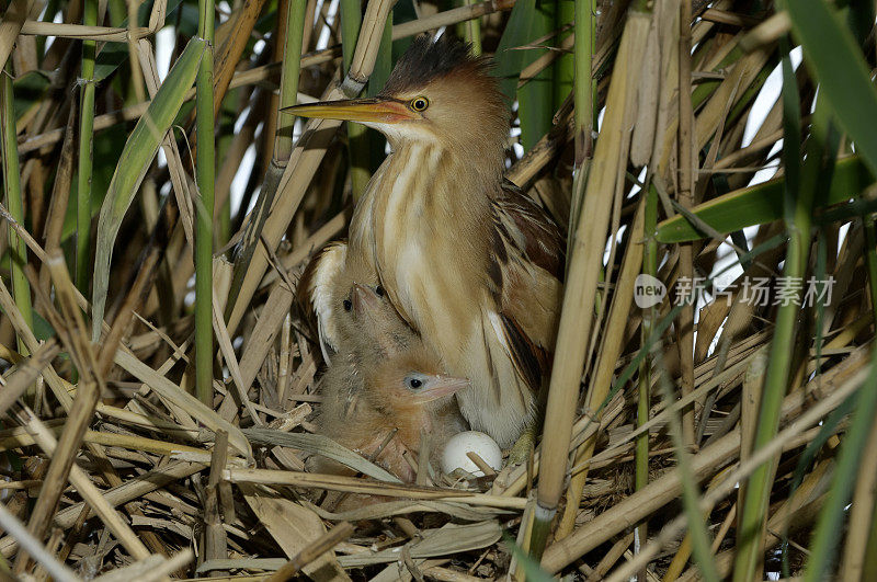 巢中的小麻鳽(Ixobrychus minutus)